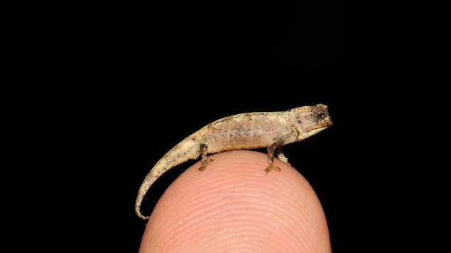Sur le bout du doigt: découverte du plus petit reptile au monde