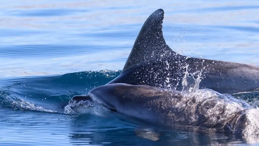 Le sauvetage d'un dauphin accidentellement pris dans le corps-mort d'une bouée restera pour Nicolas une expérience inoubliable. (image d'illustration)