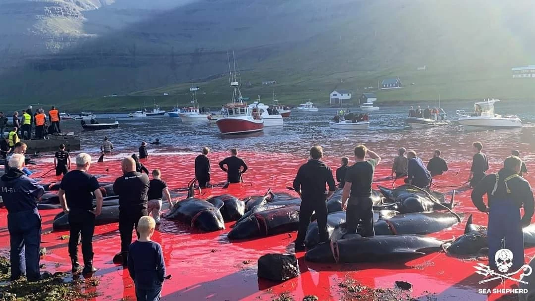 Le plus grand massacre de dauphins en Europe se perpétue dans les îles Féroé (Danemark)