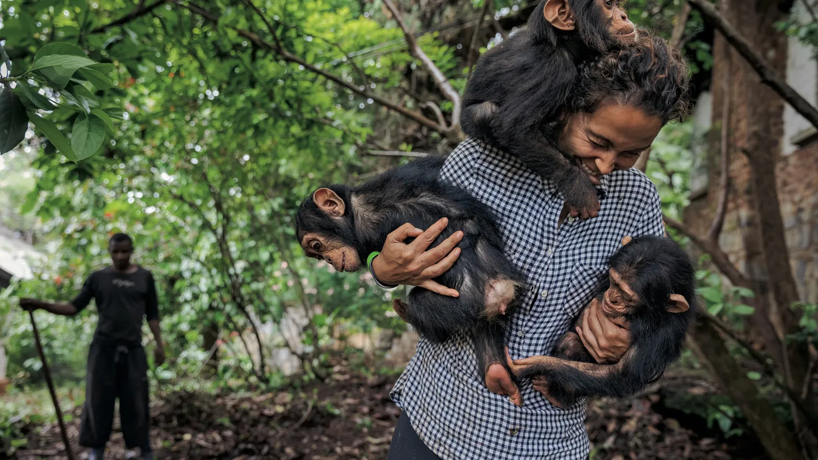 Vélez del Burgo joue avec Mara, Felix et Mubaki (de gauche à droite). Maltraité par des braconniers qui avaient tué sa mère et voulaient le vendre sur le marché des animaux de compagnie, Mubaki (« Survivant », en swahili) était mourant à son arrivée au refuge. Pour se soigner, les jeunes chimpanzés ont besoin de jouer ensemble à mesure que s’affirment les différences dans leurs personnalités.