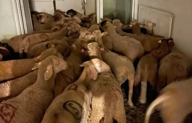 Nice : Les 40 moutons retrouvés dans un logement social vont être confiés à la Fondation Bardot