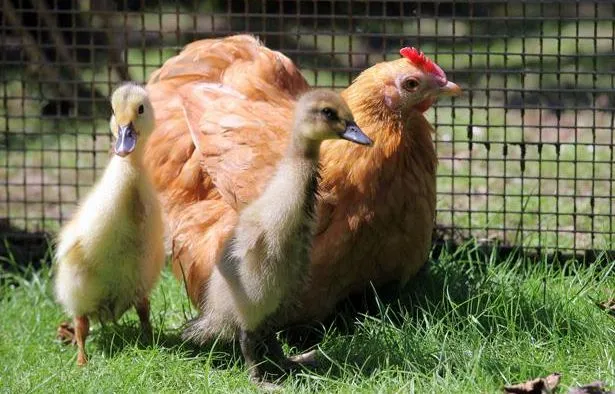 La commission européenne s'est déjà prononcée en faveur de la fin progressive des cages pour les poules pondeuses.