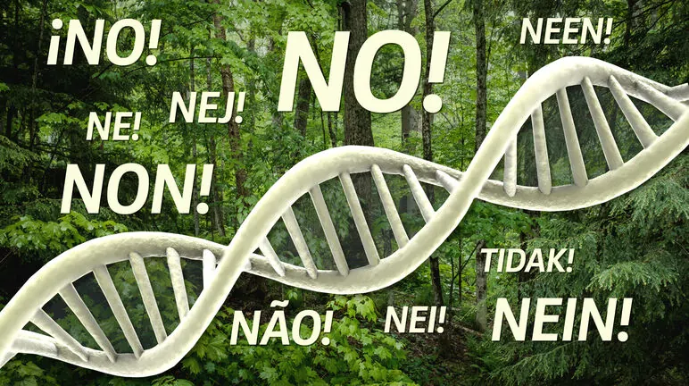 Non aux OGM dans les forêts !