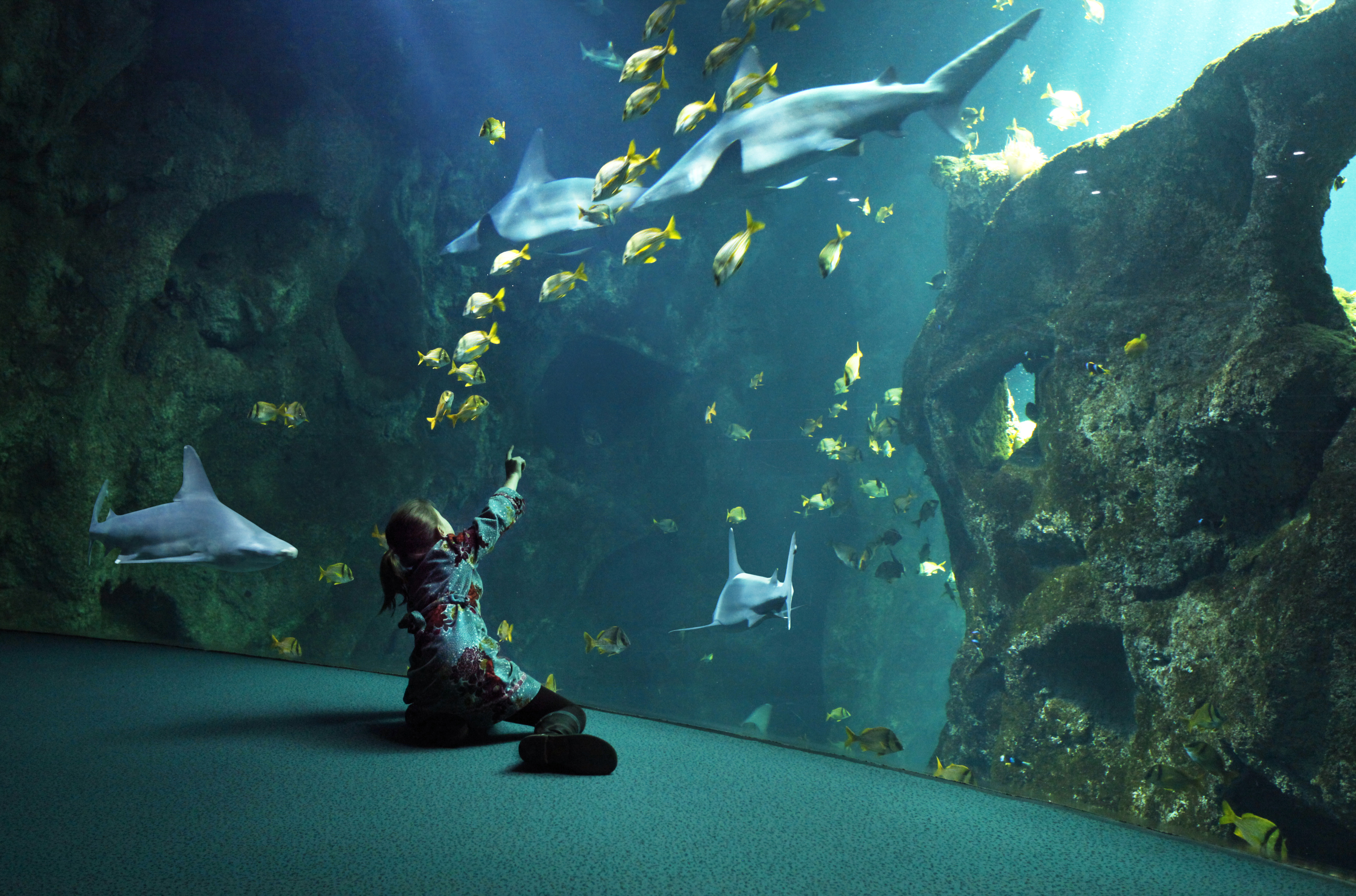 aquarium_requins_taureaux