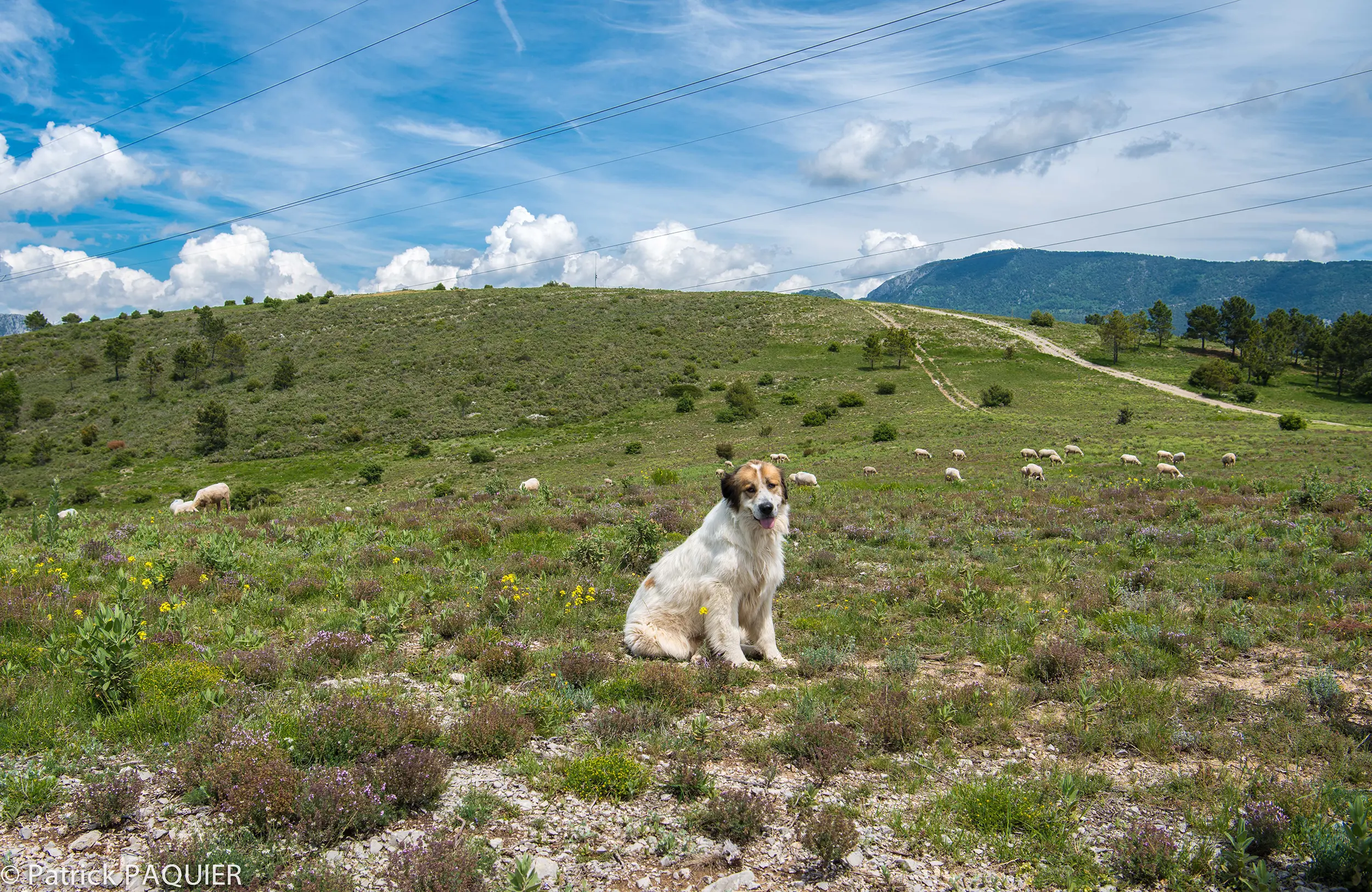 un chien patou surveillant des moutons sur le Mont Arpasse.