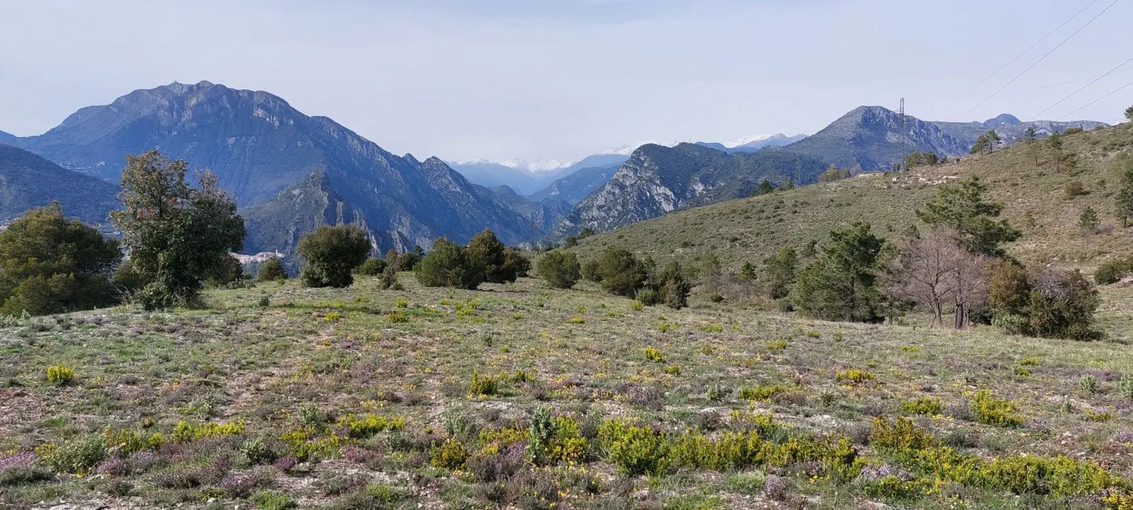 La dérogation de destruction des espèces protégées a été acceptée par le préfet des Alpes Maritimes pour le projet de centrale photovoltaïque sur le Mont Arpasse à Levens.