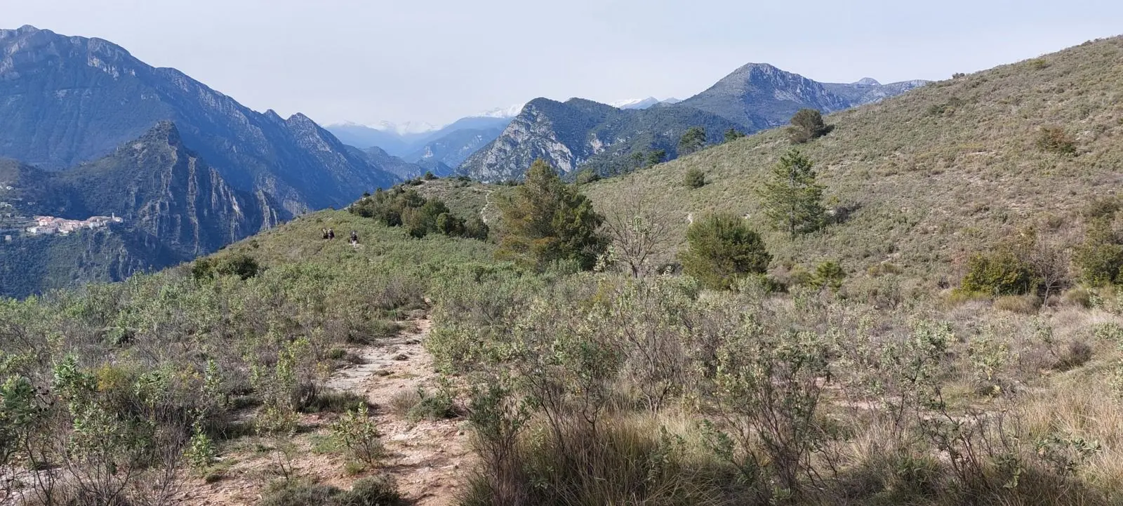  genévriers, cades, végétation de garrigues.