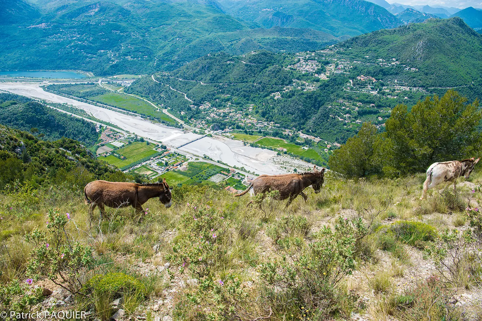 Ânes sur le Mont Arpasse et vue sur Baus Roux.
