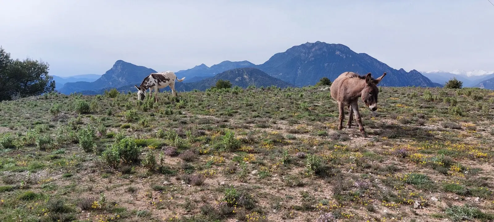 des ânes sur le site naturel de l'Arpasse.