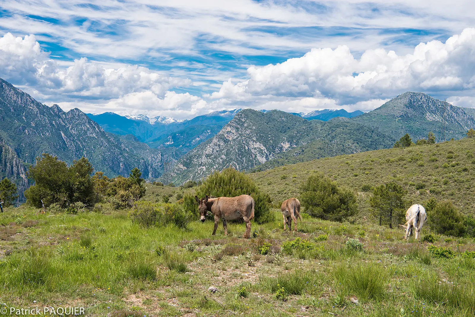 vue sur le Mercantour.