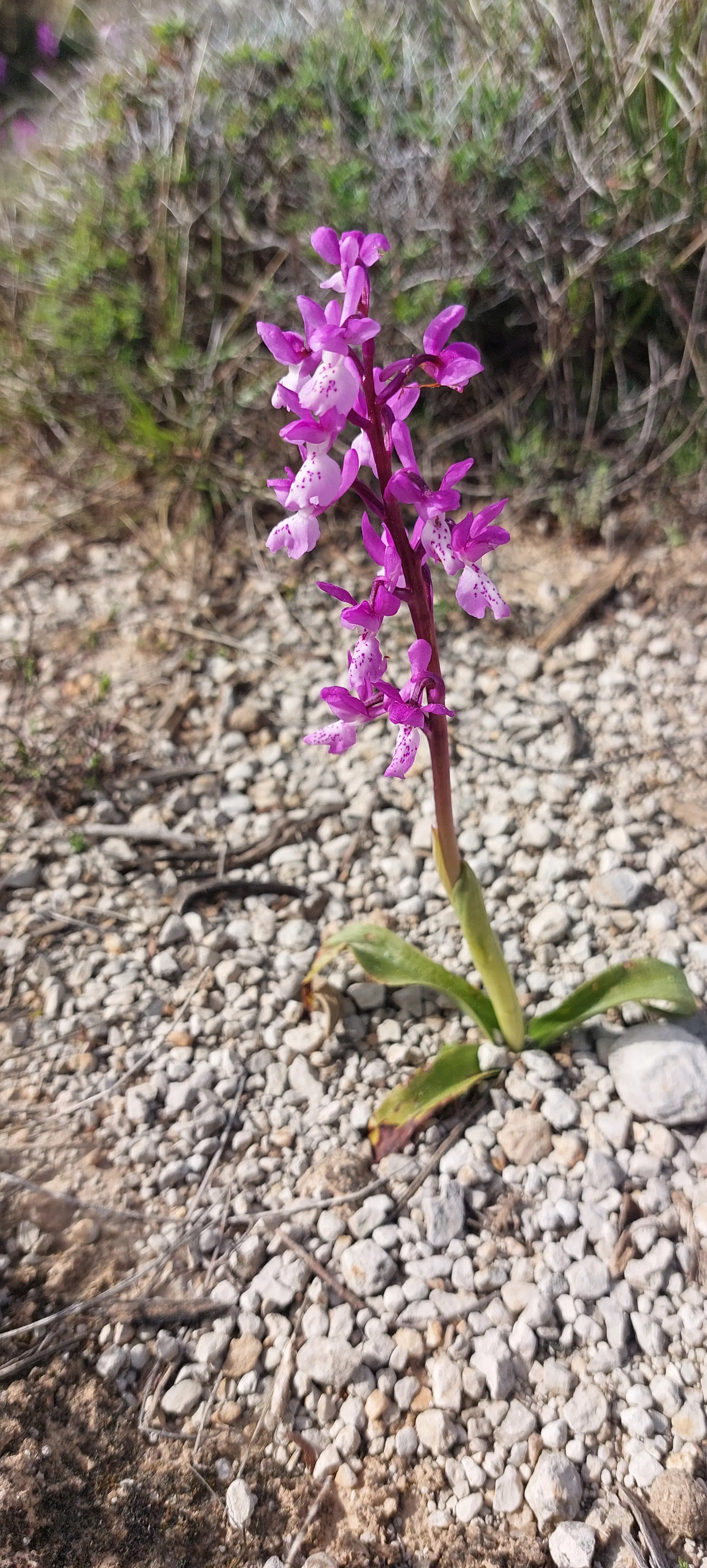 Une fleur sur le Mont Arpasse, protégeons la biodiversité à Levens Alpes Maritimes.