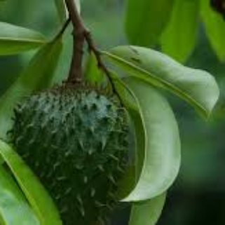 Fruit vert épineux suspendu à un arbre avec des feuilles vertes.