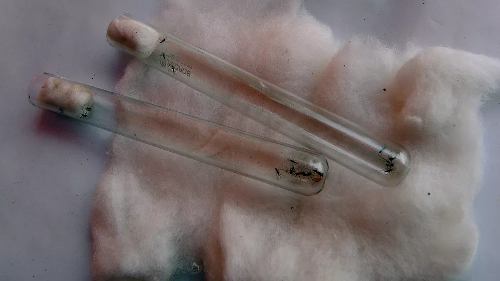 Adulte genre Aedes, moustique responsable de la dengue